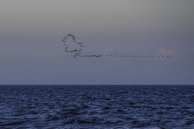 Birds flying over sea against sky