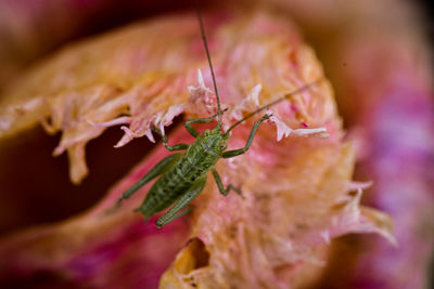 Close-up of insect on pink flower