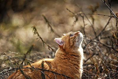 Cat looking away on field