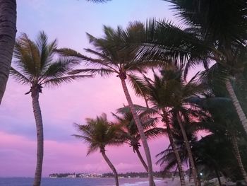 Palm trees on beach against sky