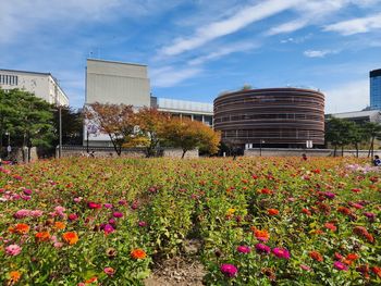 Close-up of flowering plants on field against sky