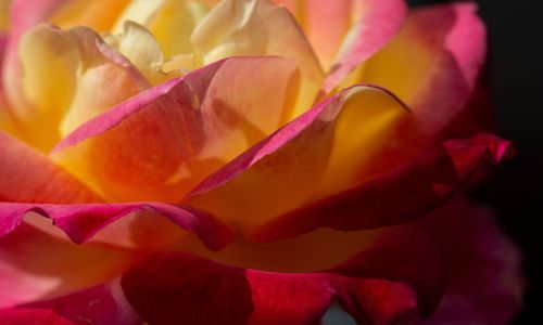 Close-up of pink rose