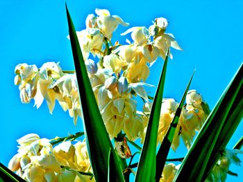 Low angle view of white flowers blooming against clear blue sky