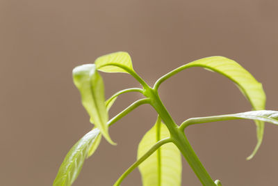 Close-up of green plant