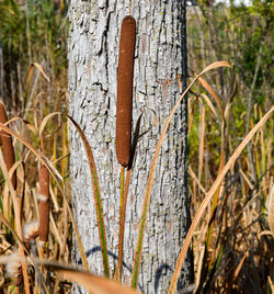 Close-up of tree trunk in forest during winter