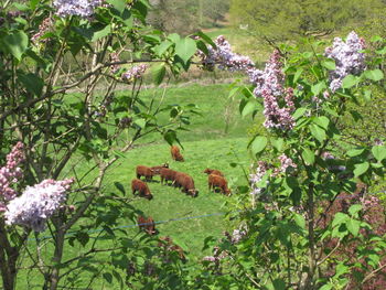 View of flowering plants on land