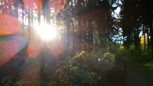 Sun shining through trees