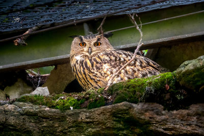 Portrait of an animal