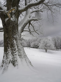 Bare tree on snow covered field during winter