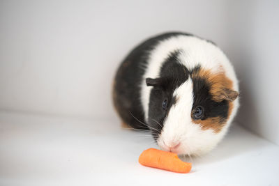 Close-up of cat eating food over white background