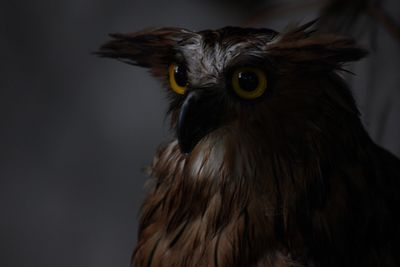 Close-up portrait of owl