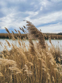 High angle view of dry grass on field against sky