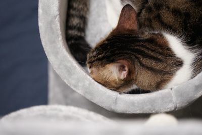 Close-up of cat sleeping