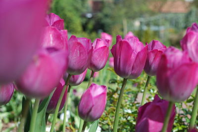 Close-up of pink tulips in park