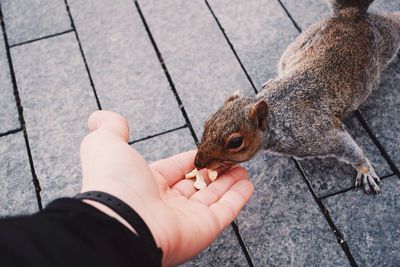 Cropped hand feeding peanut to squirrel on walkway