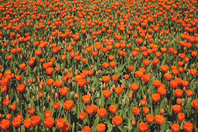 Close-up of orange flowers growing in field