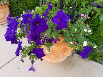 High angle view of purple flowering plants