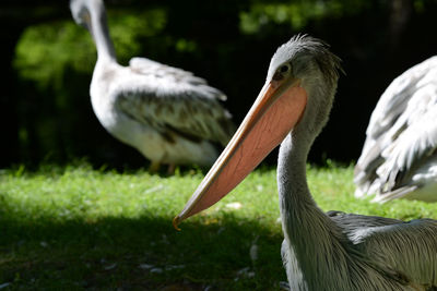 Close-up of pelicans on field