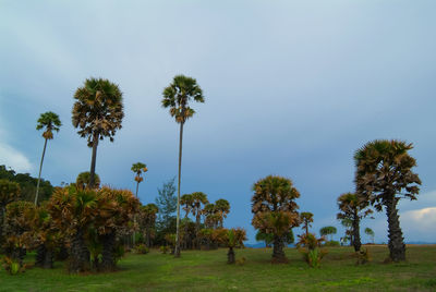Palm trees on field against sky