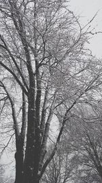 Low angle view of bare tree against sky