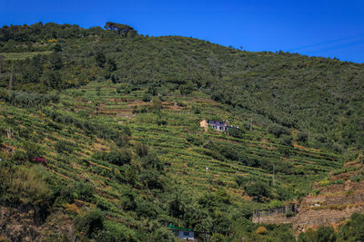 Trees and mountains against clear sky