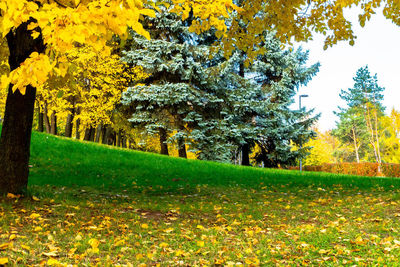 Scenic view of park during autumn