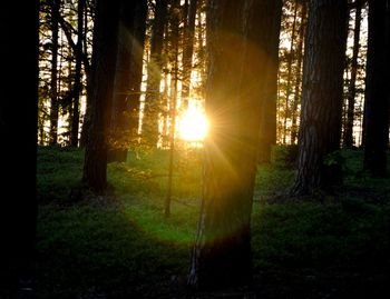 Sun shining through trees in forest