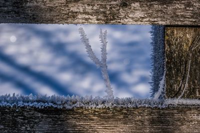 Frozen plants against sky