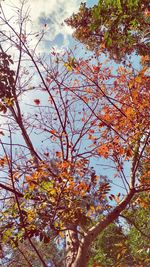 Low angle view of tree in autumn