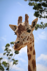 Low angle view of giraffe