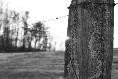 Close-up of tree trunk against sky