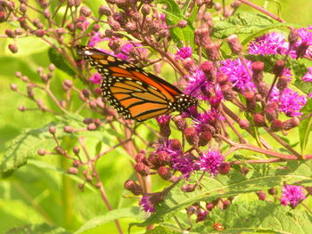 Close-up of butterfly pollinating on pink flower