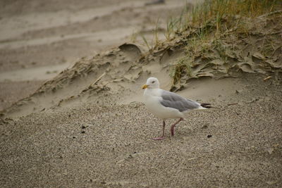 Seagull perching on a sand