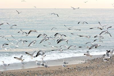 Seagulls flying over beach against sky