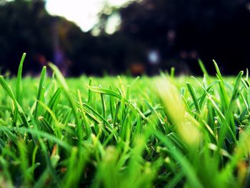 Close-up of fresh green grass in field