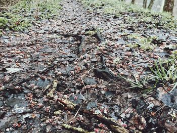 Leaves on ground