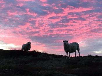 Horses standing on field against sky during sunset