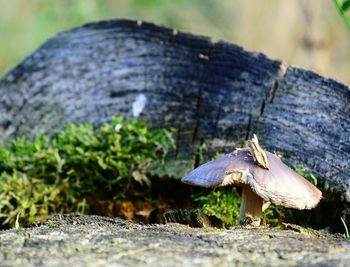 Close-up of mushroom on field