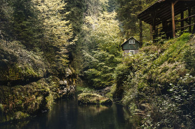 Plants and trees by river in forest