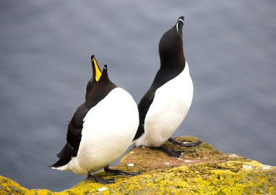 Close-up of birds on rock