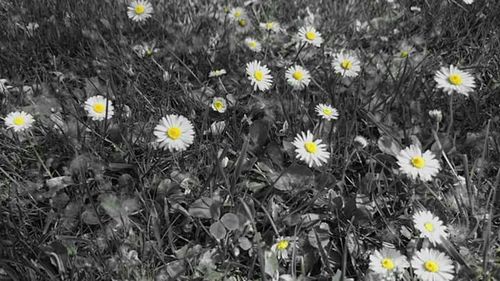 Close-up of daisy flowers blooming in field