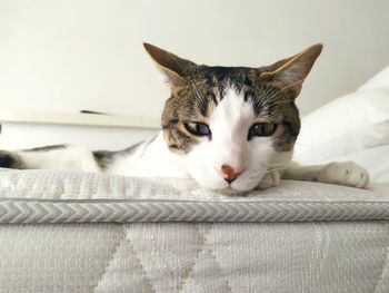 Close-up portrait of a cat resting on bed