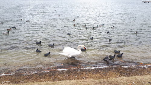 High angle view of birds swimming in lake