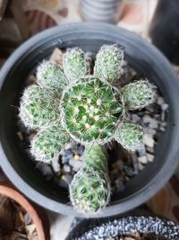 High angle view of succulent plant in pot