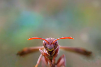 Close-up of hand holding flower against blurred background