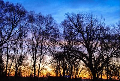 Silhouette of bare tree at sunset