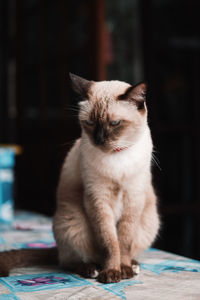 Cat sitting on table at home
