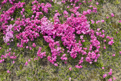 Close-up of pink flowers blooming outdoors