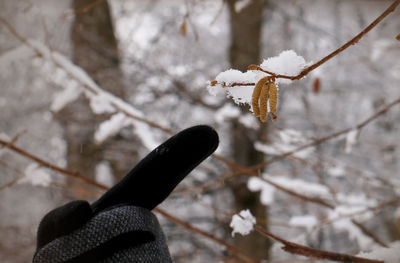 Close-up of frozen tree branch during winter