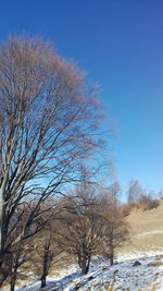 Low angle view of trees against clear sky